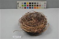 藏品(鳥巢)的圖片